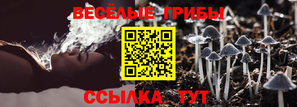 Псилоцибиновые грибы Psilocybine cubensis Великий Новгород
